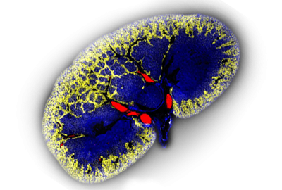 光学发射光谱和激光诱导击穿光谱