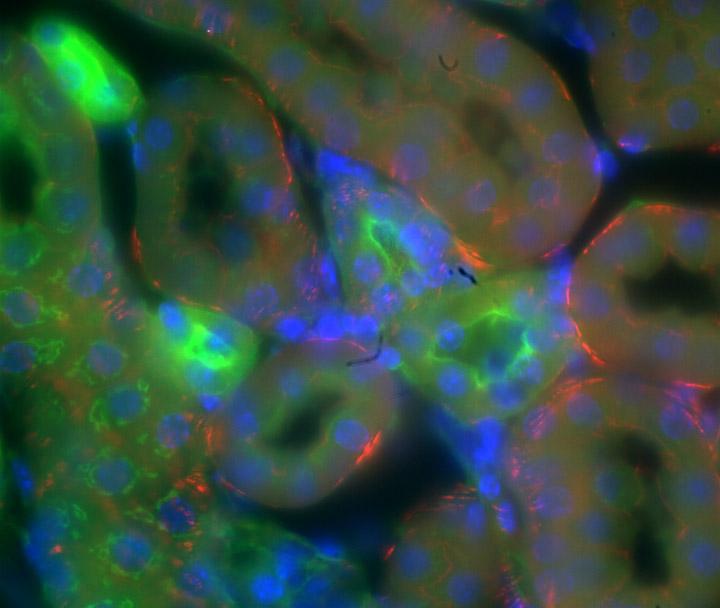 Dual Labelled Muscle Cell. Two fluorescent wavelengths were captured simultaneously using TuCam and two Neo sCMOS Courtesy of Ulrike Engel, Nikon Imaging Centre, Heidelberg
