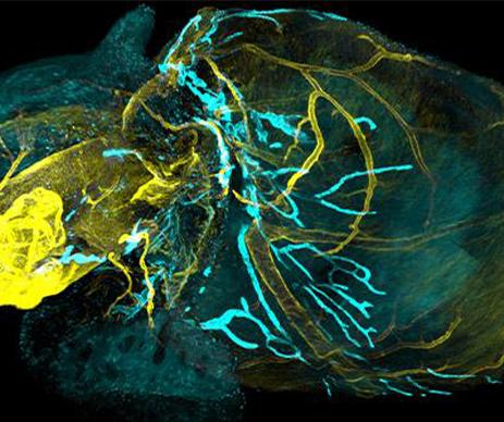 受精后4至18小时的斑马鱼胚胎发育图像，每个细胞核均被标记。图片由德累斯顿马克斯·普朗克分子遗传学中心Gopi Shah博士提供