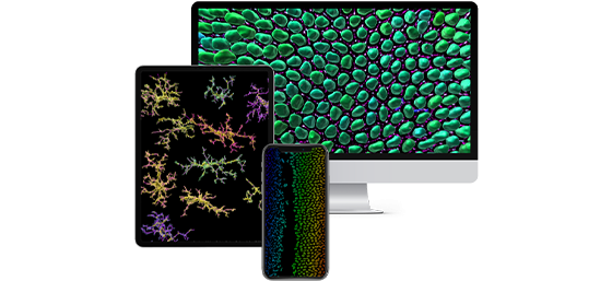 Imaris and Software Icon