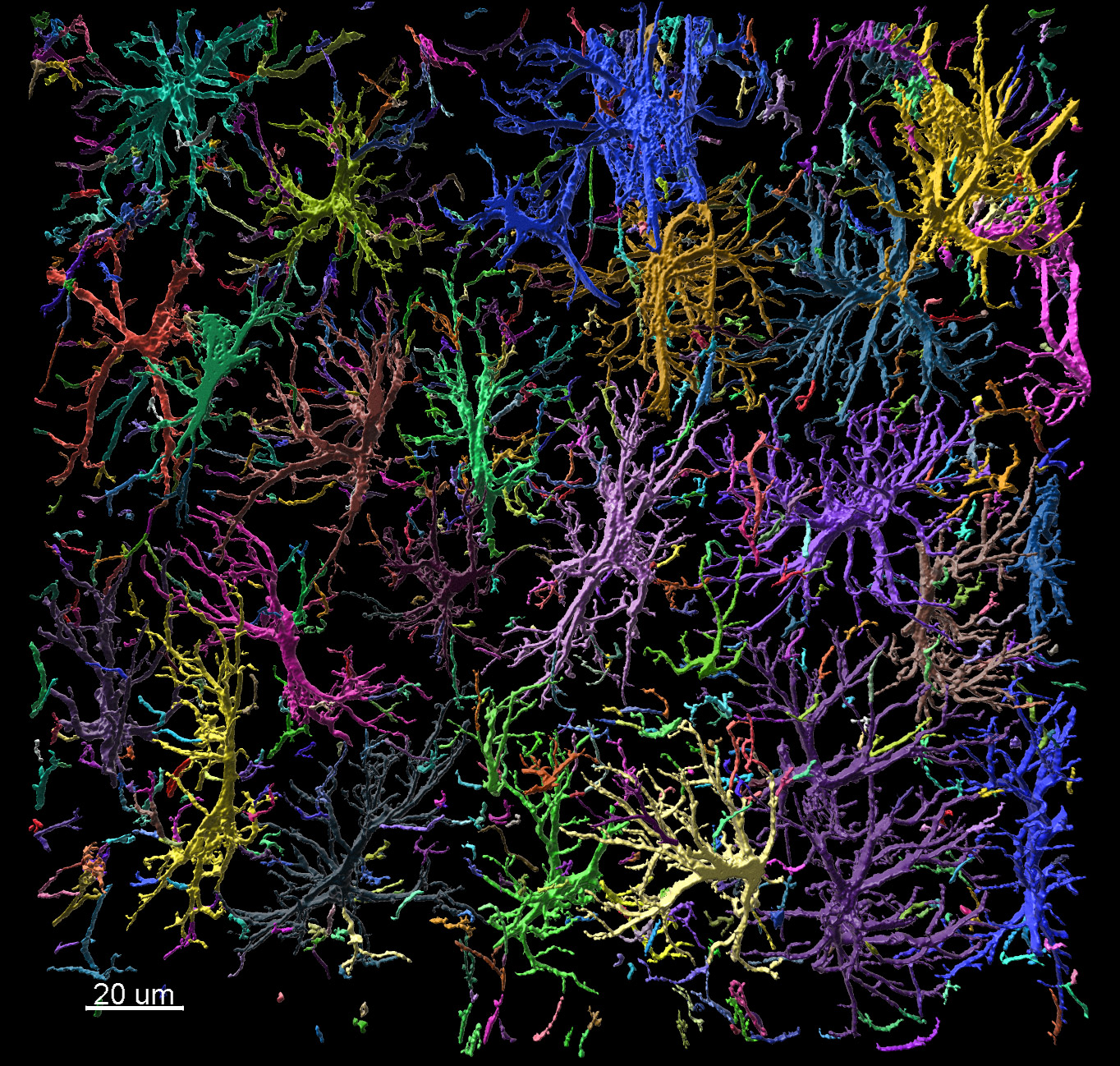 小鼠海马体中的单个星形胶质细胞